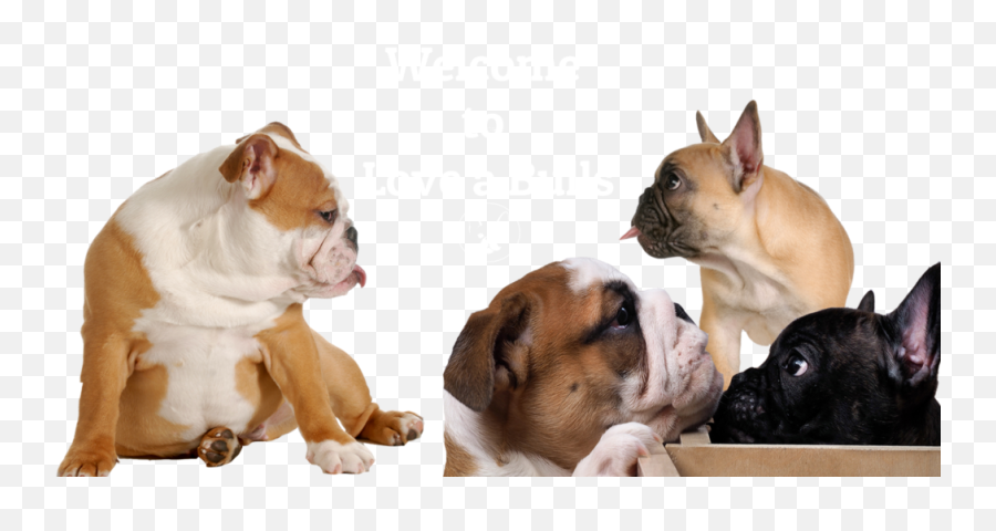 French And English Bulldog Puppies - Bulldog Francais Et Anglais Png,British Icon Bulldogs