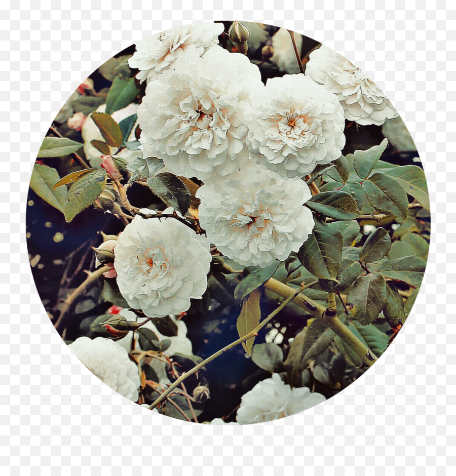 White Flower Circle Aesthetic Background Tumblr - Aesthetic Background Png,Flower Circle Png