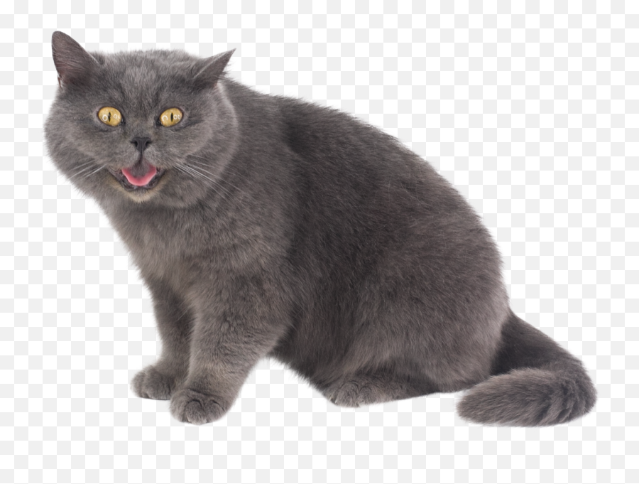 Animals Photo - Black Cat Png,Grumpy Cat Icon