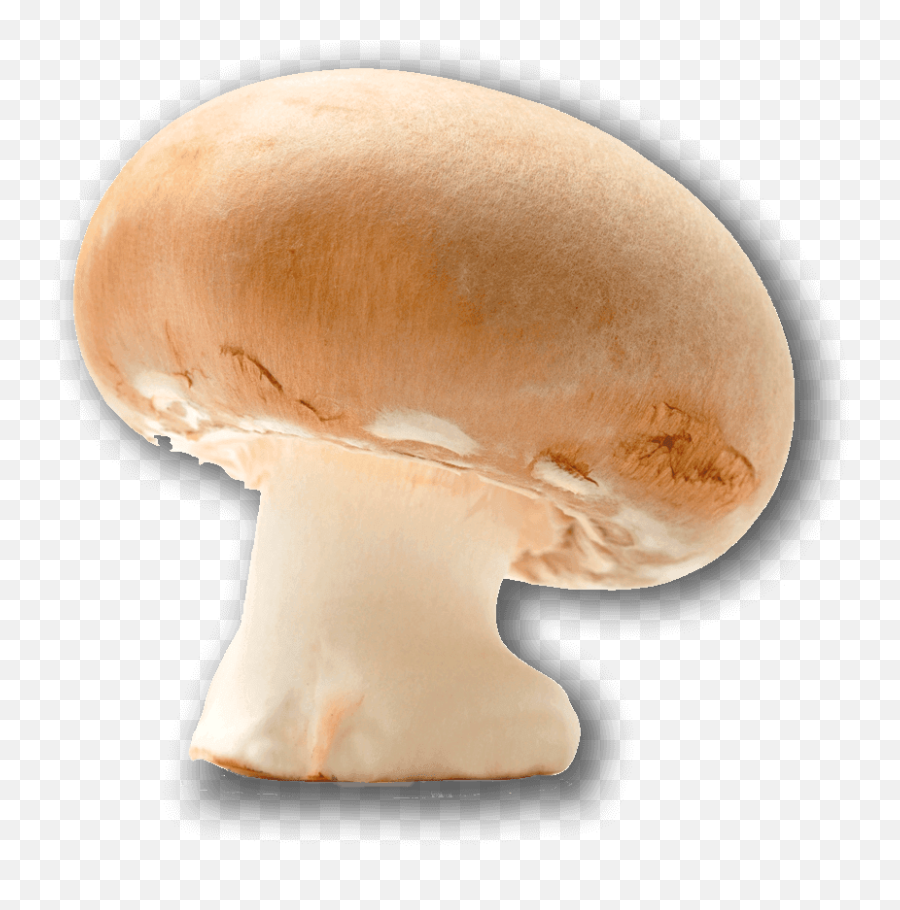 Download Champignon Mushroom - Full Size Png Image Pngkit Champignon Mushroom,Mushroom Png