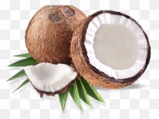 Coconut Png Transparent Images 8 - Coconut,Coconut Png