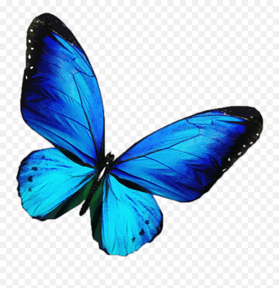 Butterfly Mariposa Blue Pink And Black Butterflies - Clip Blue Butterfly Transparent Png,Mariposa Png