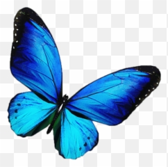 Butterfly Mariposa Blue Pink And Black Butterflies - Clip Blue Butterfly Transparent Png,Mariposa Png