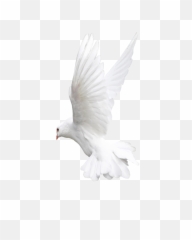 Download Pigeon Free Png Photo Images - Bird Png For Editing,Pigeon Png