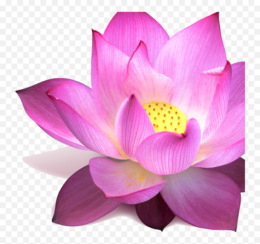 Lotus Png Image - Padma Flower,Lotus Png