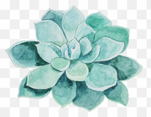 Water Color Succulent Png - Massage Mothers Day Gift Vouchers,Succulent Png