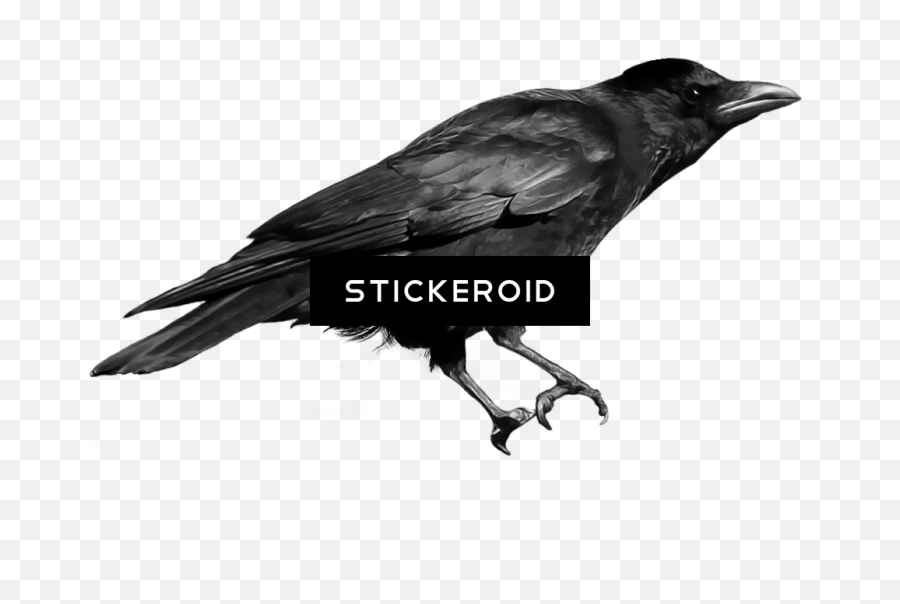 Download Black Crow - Crow Png Transparent,Crow Transparent