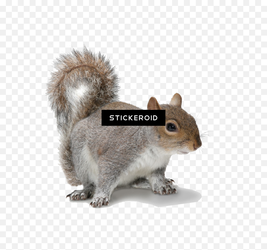 Download Squirrel - Grey Squirrel White Background Full Squirrel Transparent Background Png,Squirrel Transparent Background