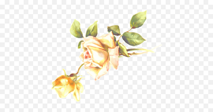 Yellow Rose Blossom Free Svg - Public Domain Apple Blossom Png,Yellow Rose Transparent