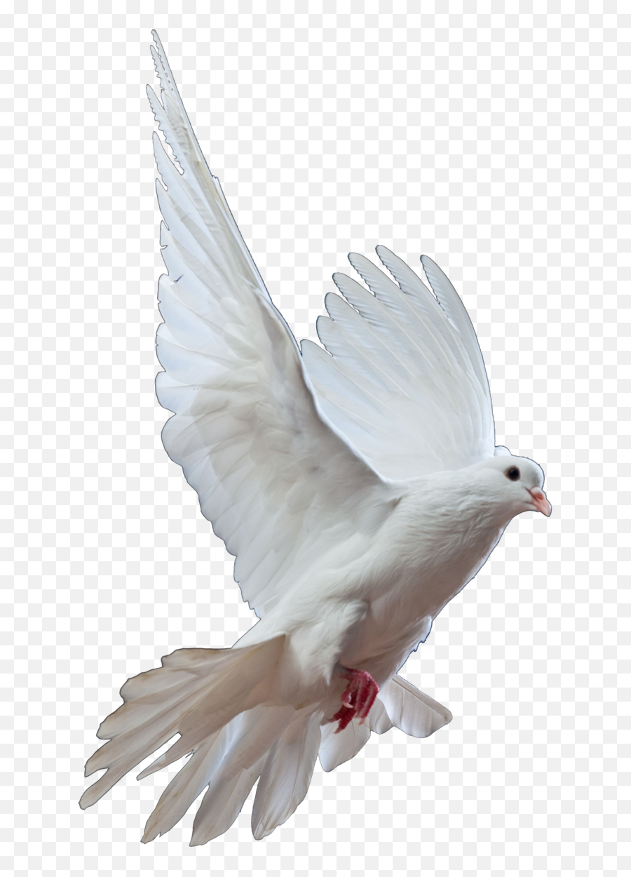 Dove Png Images Image - Dove Png,Dove Png