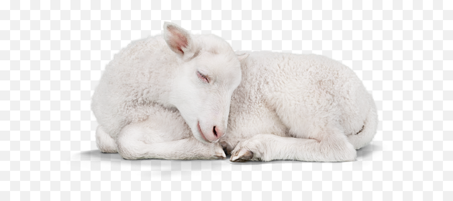 Sleeping Lamb - Transparent Baby Lamb Png,Lamb Png