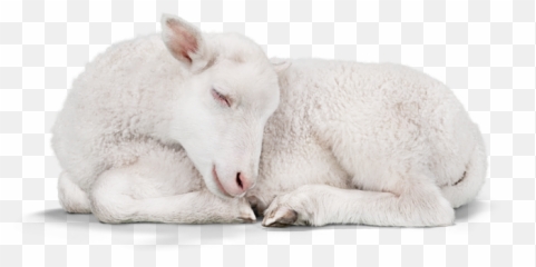 Sleeping Lamb - Transparent Baby Lamb Png,Lamb Png