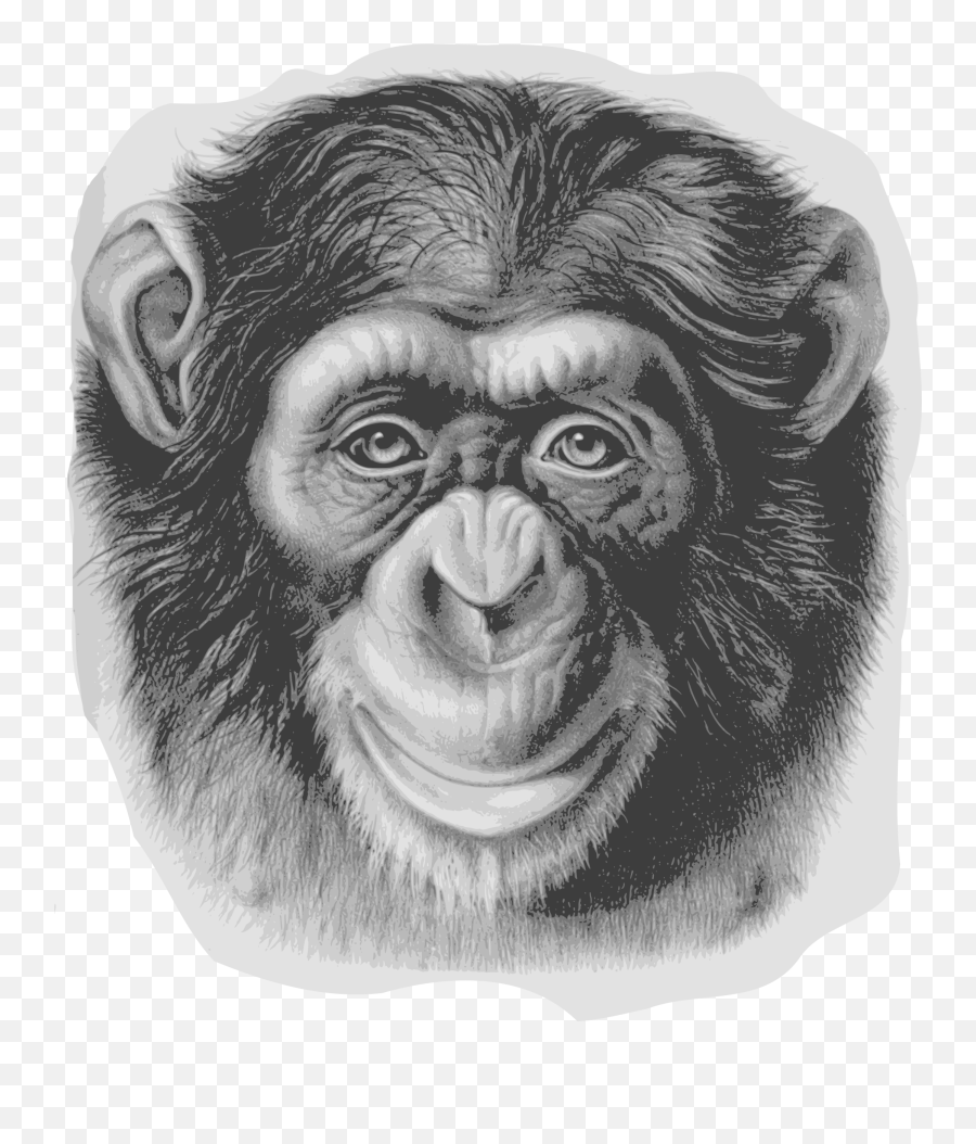Download Hd Chimp Drawing Eye - Realistic Monkey Face Drawing Png,Chimp Png