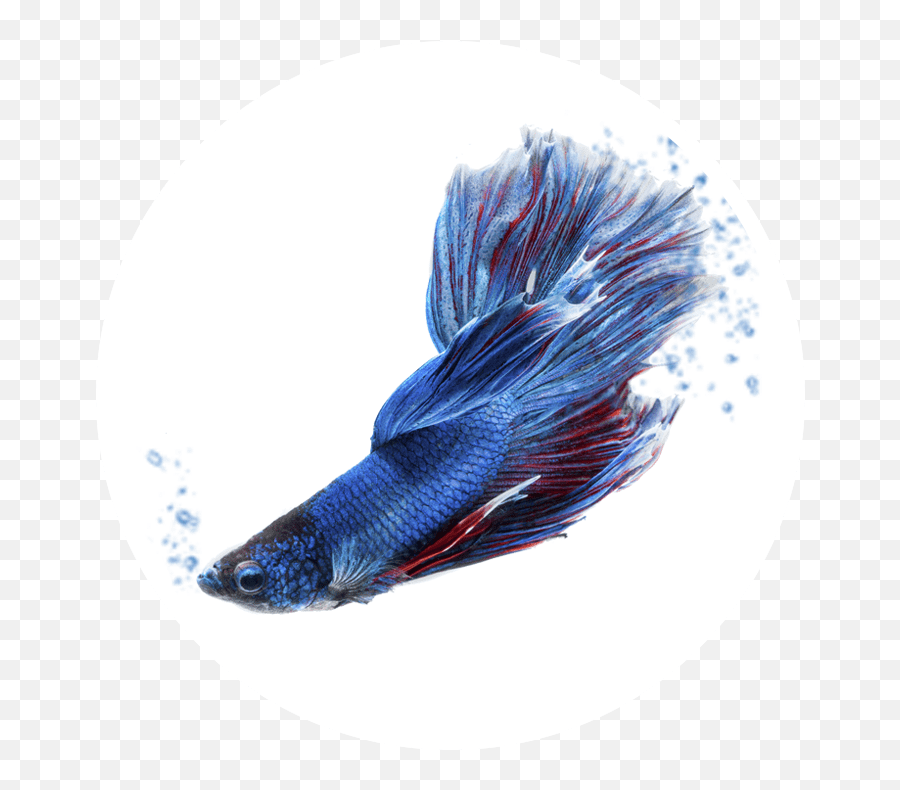 Cf20 - Ciano Transparent Blue Beta Fish Png,Betta Fish Png