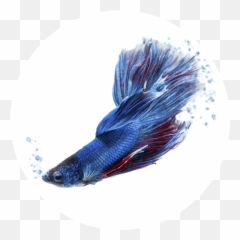 Cf20 - Ciano Transparent Blue Beta Fish Png,Betta Fish Png