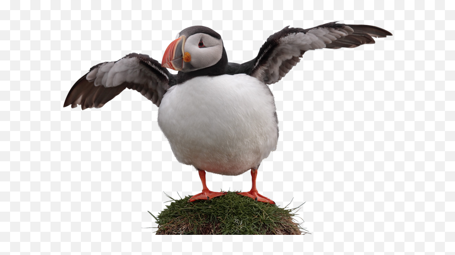 Bg - Atlantic Puffin Png,Puffin Png