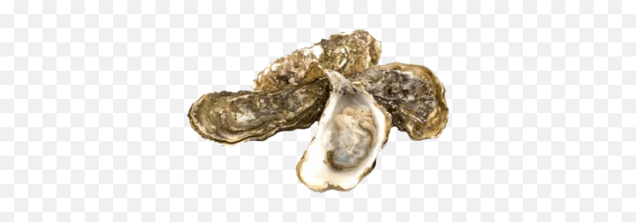 Halls River Alliance - Oyster Keystone Species Png,Oysters Png