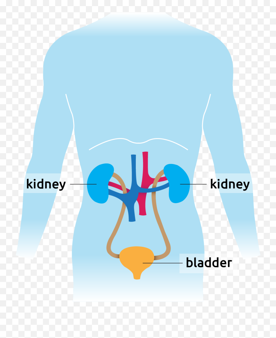 What Are Kidneys - Transplant Living 2 Kidneys Png,Kidney Png