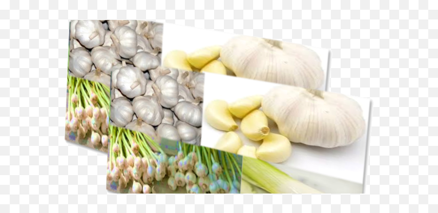 Treatment Of Diseases With Garlic - Elephant Garlic Png,Garlic Png