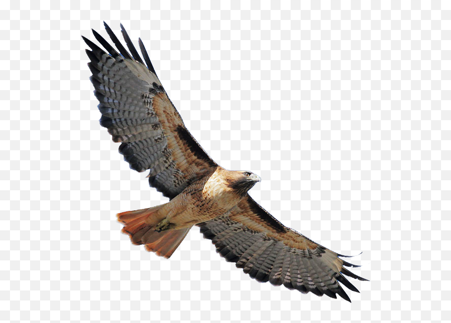 Red Tailed Hawk Clipart - Red Tailed Hawk Clip Art Png,Hawk Png