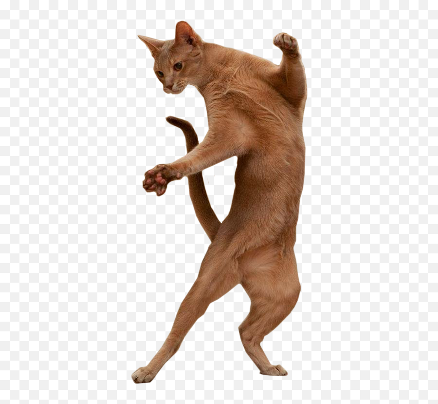 Free Transparent Burmese Cat Png - Transparent Cat Dance Gif,Dancing Cat Gif Transparent
