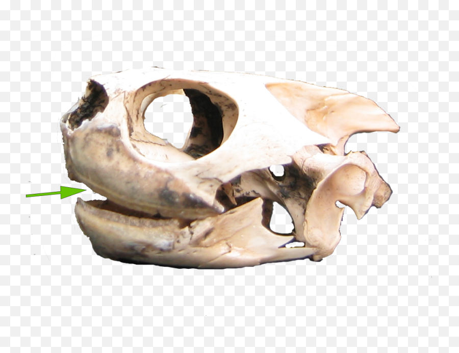 Illinois Natural History Survey Turtles - Dry Png,Turtles Png