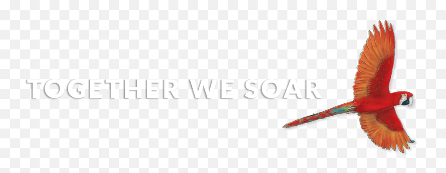 2020 Soar Fund - Horizontal Png,Soar Logo Png