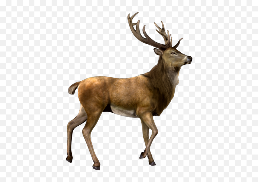 Deer Nature Antlers Antler Animals Sticker By Proomo - Elk Png,Reindeer Antlers Transparent