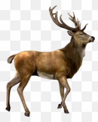 Deer Nature Antlers Antler Animals Sticker By Proomo - Elk Png,Reindeer Antlers Transparent