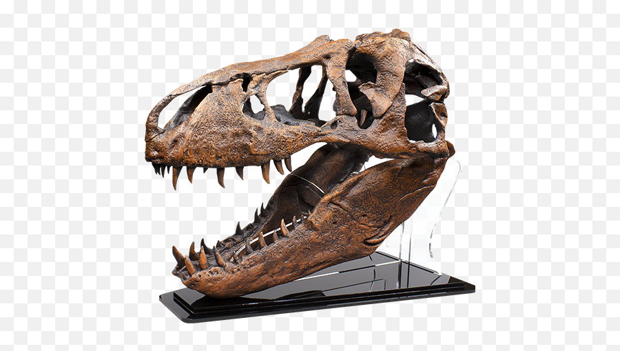 T - Rex Skull Quarter Scale Replica Fossil T Rex Skull Png,Dinosaur Skull Png