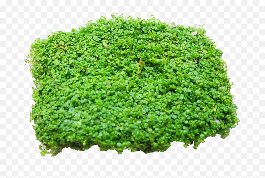 Download Baby Tears - Moss Full Size Png Image Pngkit Moss,Moss Png