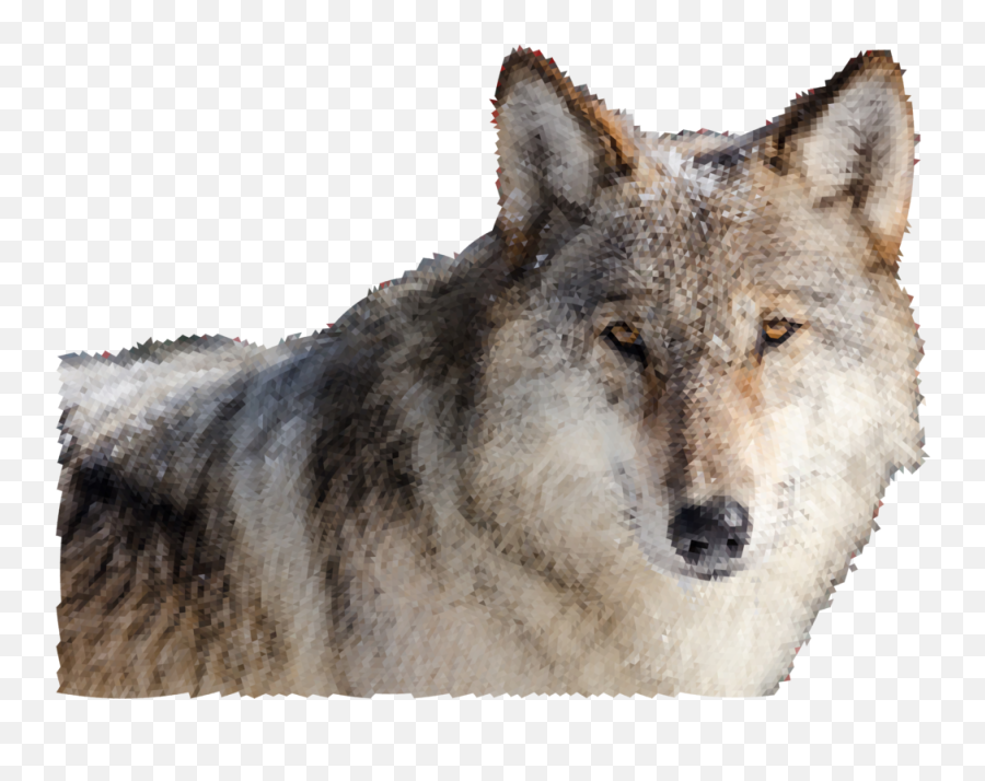 Wolves Clipart Real Wolf - Wolf Transparent Cartoon Jingfm Wolves In Yellowstone Png,Wolf Transparent