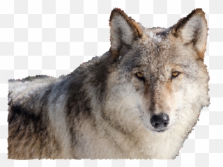 Wolves Clipart Real Wolf - Wolf Transparent Cartoon Jingfm Wolves In Yellowstone Png,Wolf Transparent