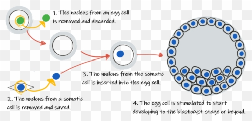 Minipcr - Did The First Cell Form png
