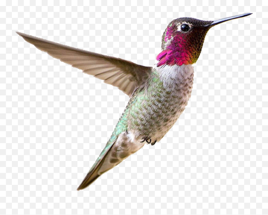 Hummingbird Transparent Free Png - Transparent Small Bird Png,Hummingbird  Transparent - free transparent png images 