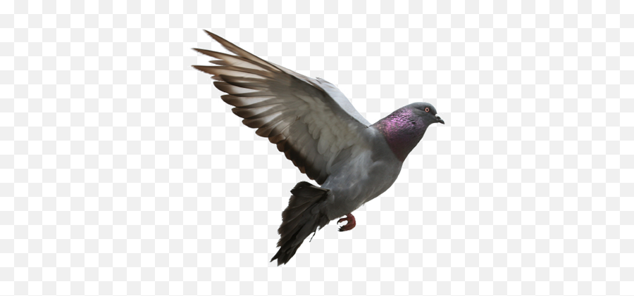 Pigeon Free Download Png - Flying Pigeon Transparent Background,Pigeon Png