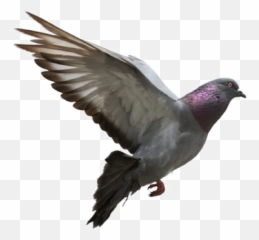 Pigeon Free Download Png - Flying Pigeon Transparent Background,Pigeon Png
