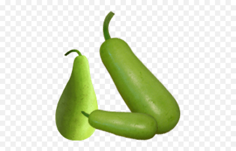 Download Sale Bottle Gourd Round 1 Kg - Drawing Of Bottle Gourd Png,Gourd Png