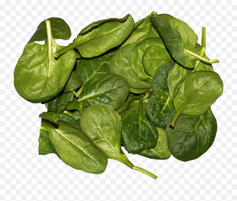 Filespinach Leavespng - Wikimedia Commons,Laurel Leaves Png
