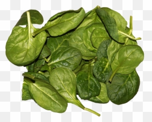 Filespinach Leavespng - Wikimedia Commons