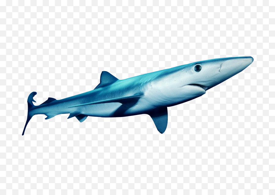 Download This Png Image - Blue Shark Transparent Background,Shark Transparent Background