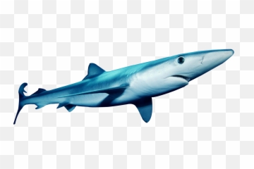 Download This Png Image - Blue Shark Transparent Background