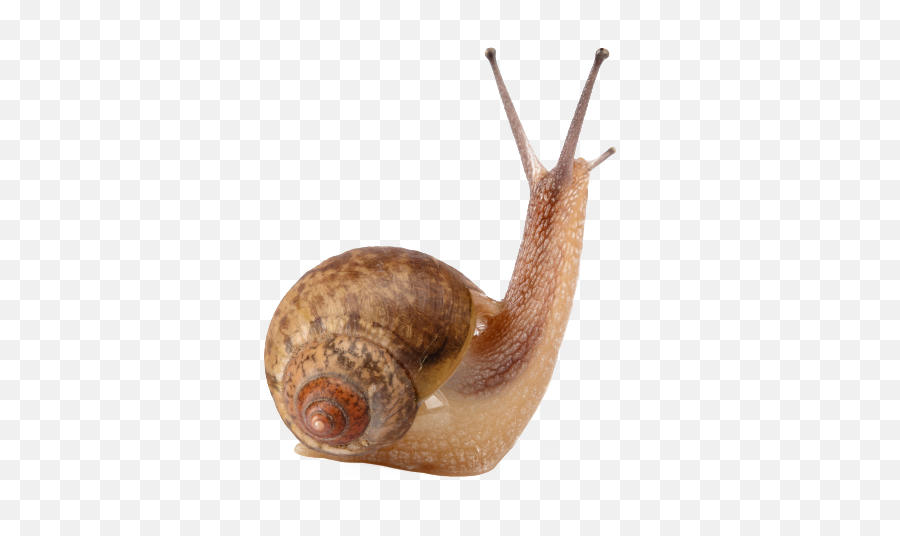 Snail Free Png Image Arts - Snail Collagen Eye Mask,Snail Png