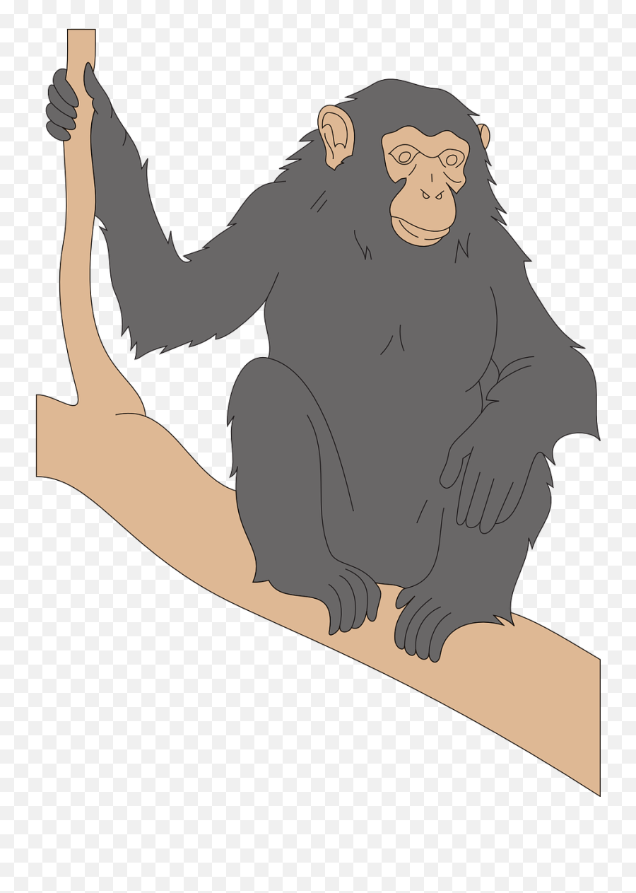 Chimp Black Branch - Cartoon Chimpanzee Sitting Png,Chimp Png