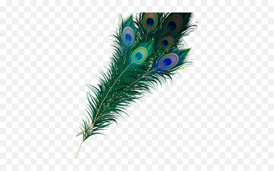 Feather Clipart Creative - Peacock Feather Images Png Baby Krishna Props,Peacock Feathers Png