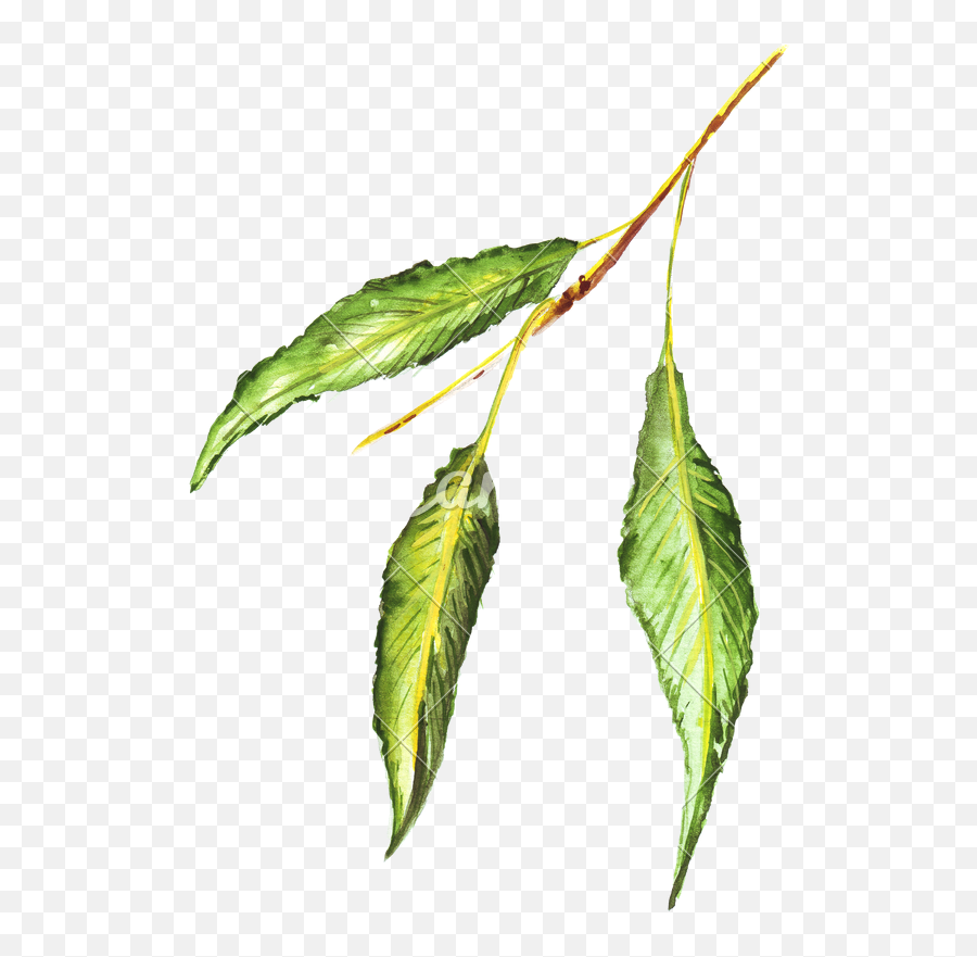 Bud Leaf Drawing Free Download - Leaf Pencil Colour Png,Marijuana Leaf Png