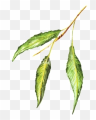 Bud Leaf Drawing Free Download - Pencil Colour Png