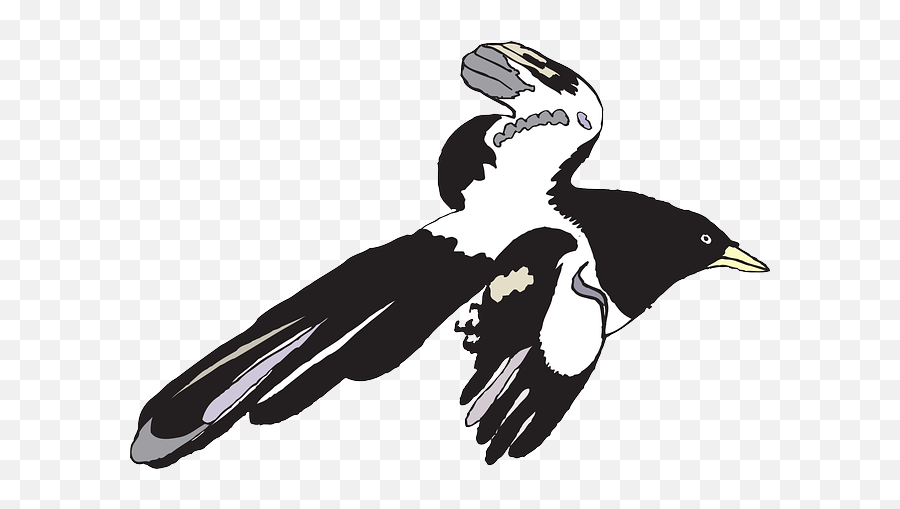 Black Spread White Bird Flying Wings Feathers - Public Gambar Mentahan Png,Black Feather Png