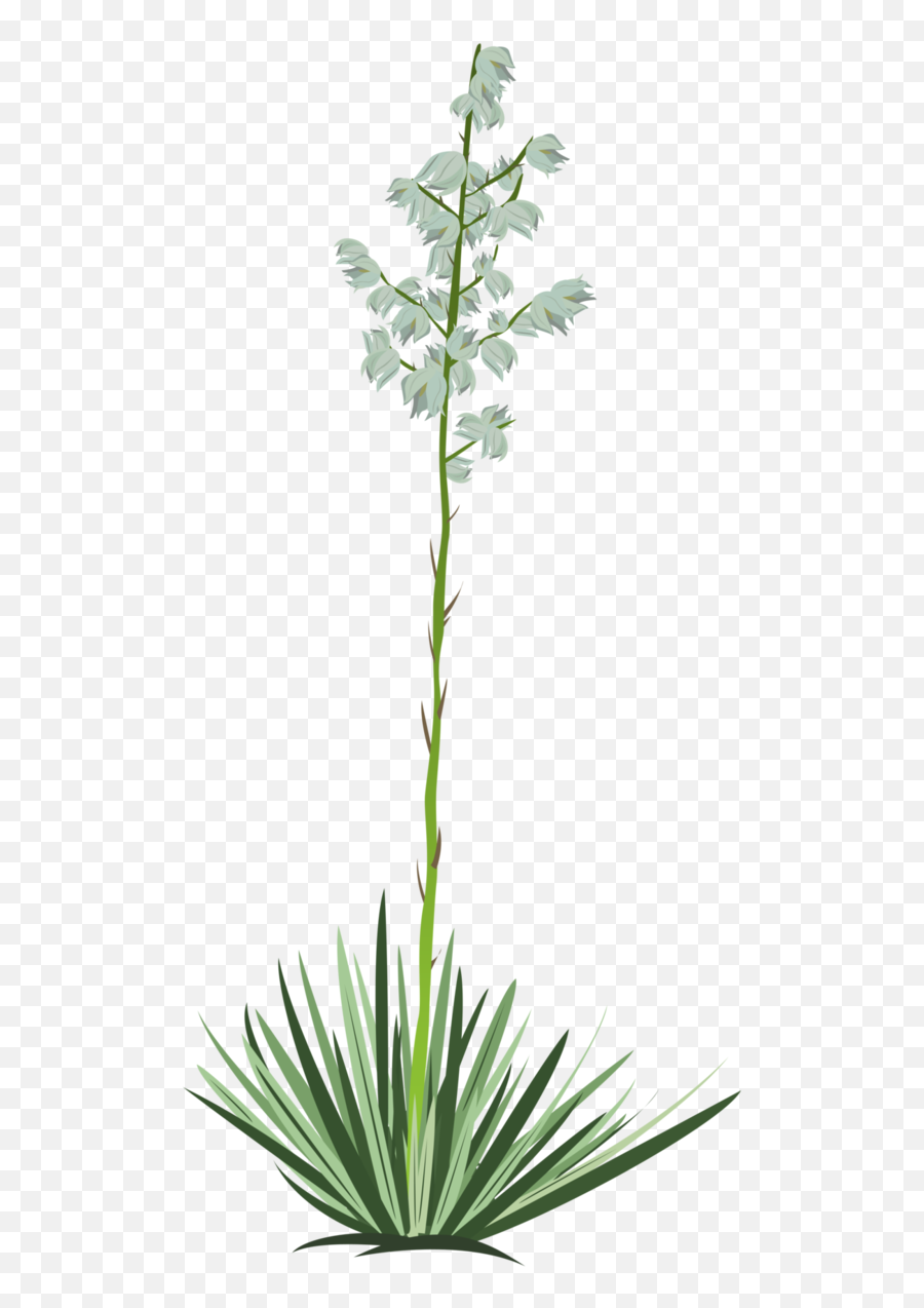 Yucca Png 5 Image - Draw A Yucca Plant,Yucca Png