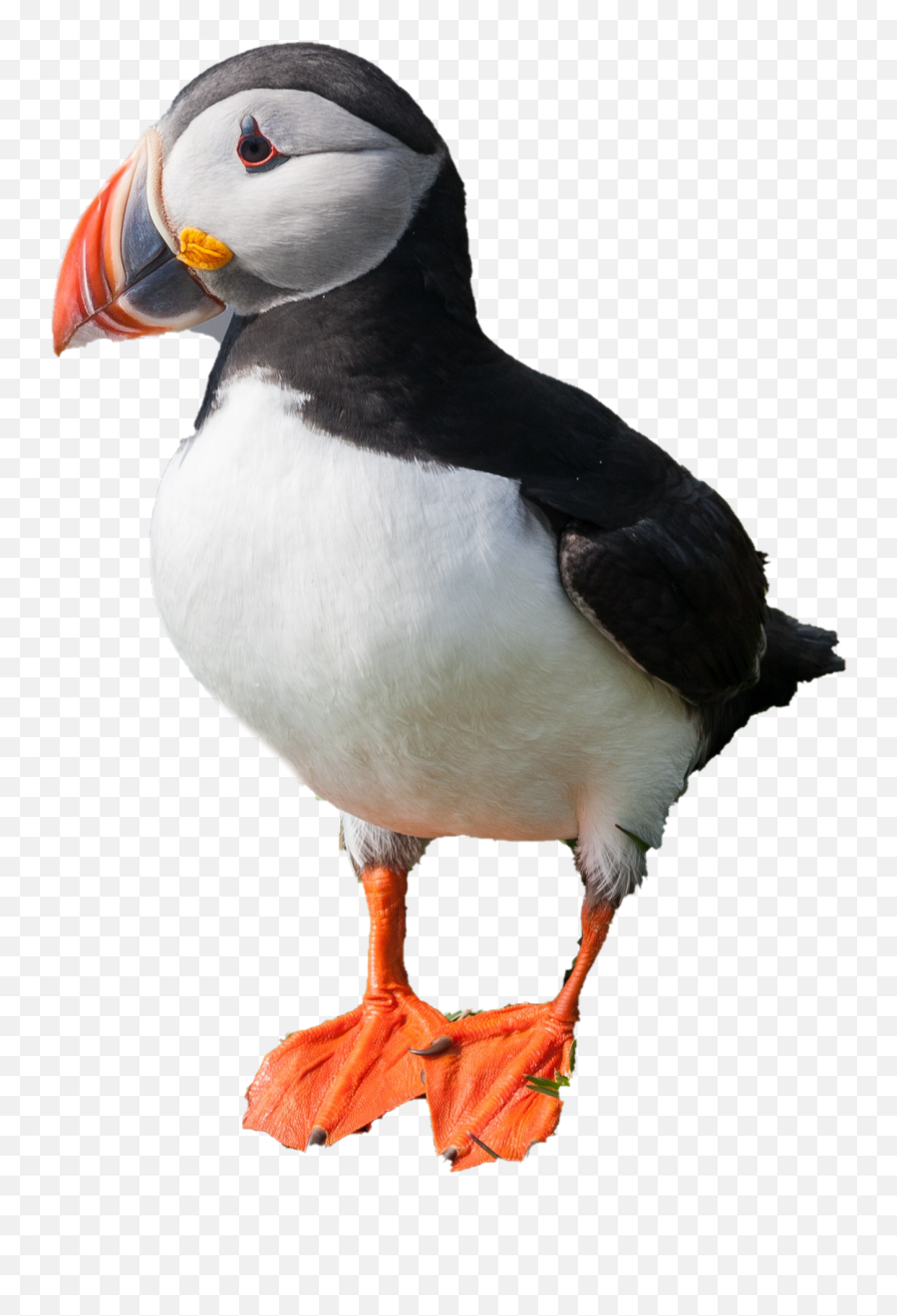 Single Puffin Transparent Png - Transparent Puffin Png,Puffin Png